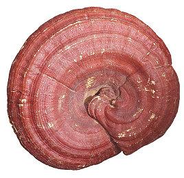 法院判决《C0D19》外挂作者向动视赔付300万美元